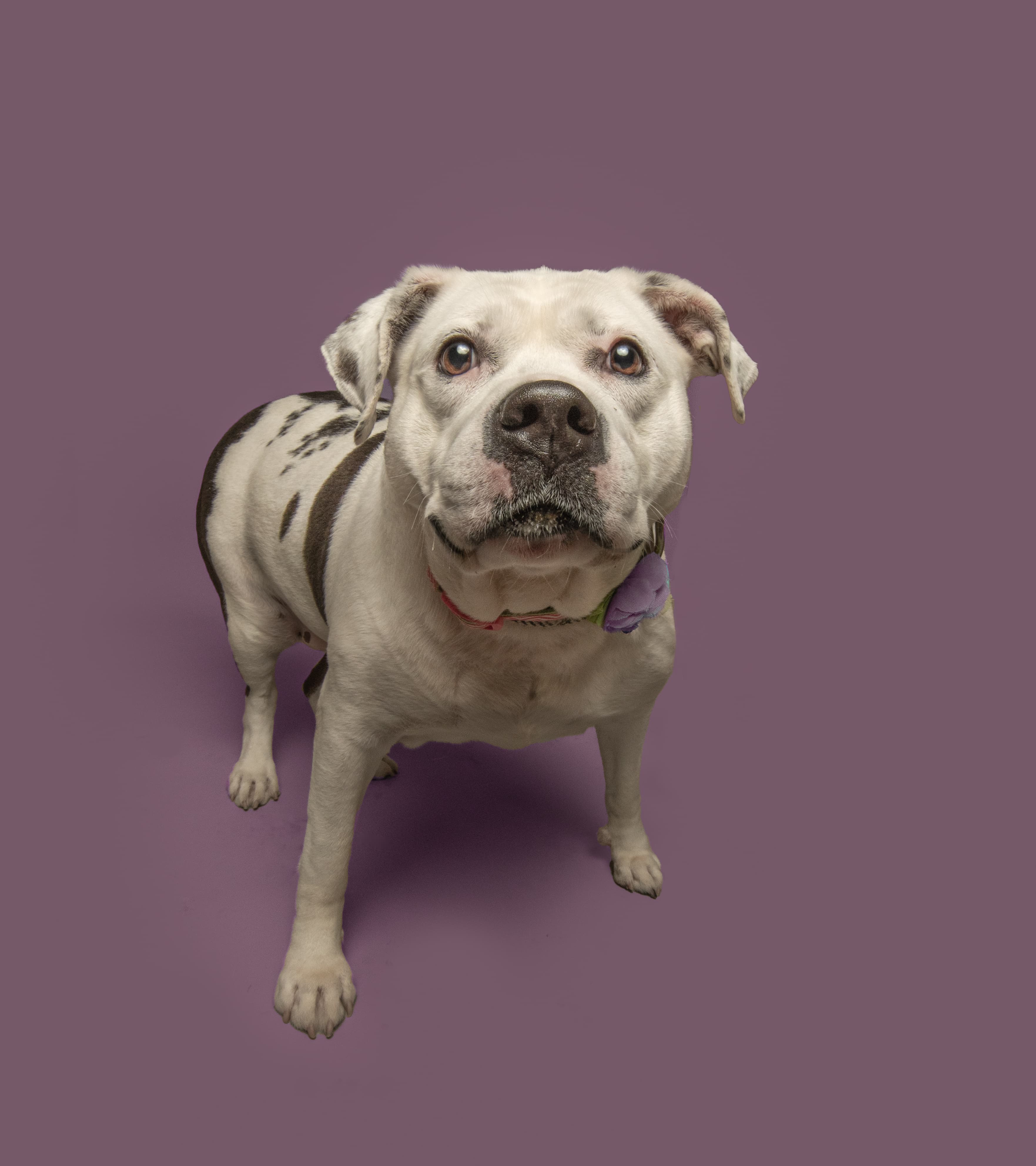 Diamond, a shelter pet helped by SAVE