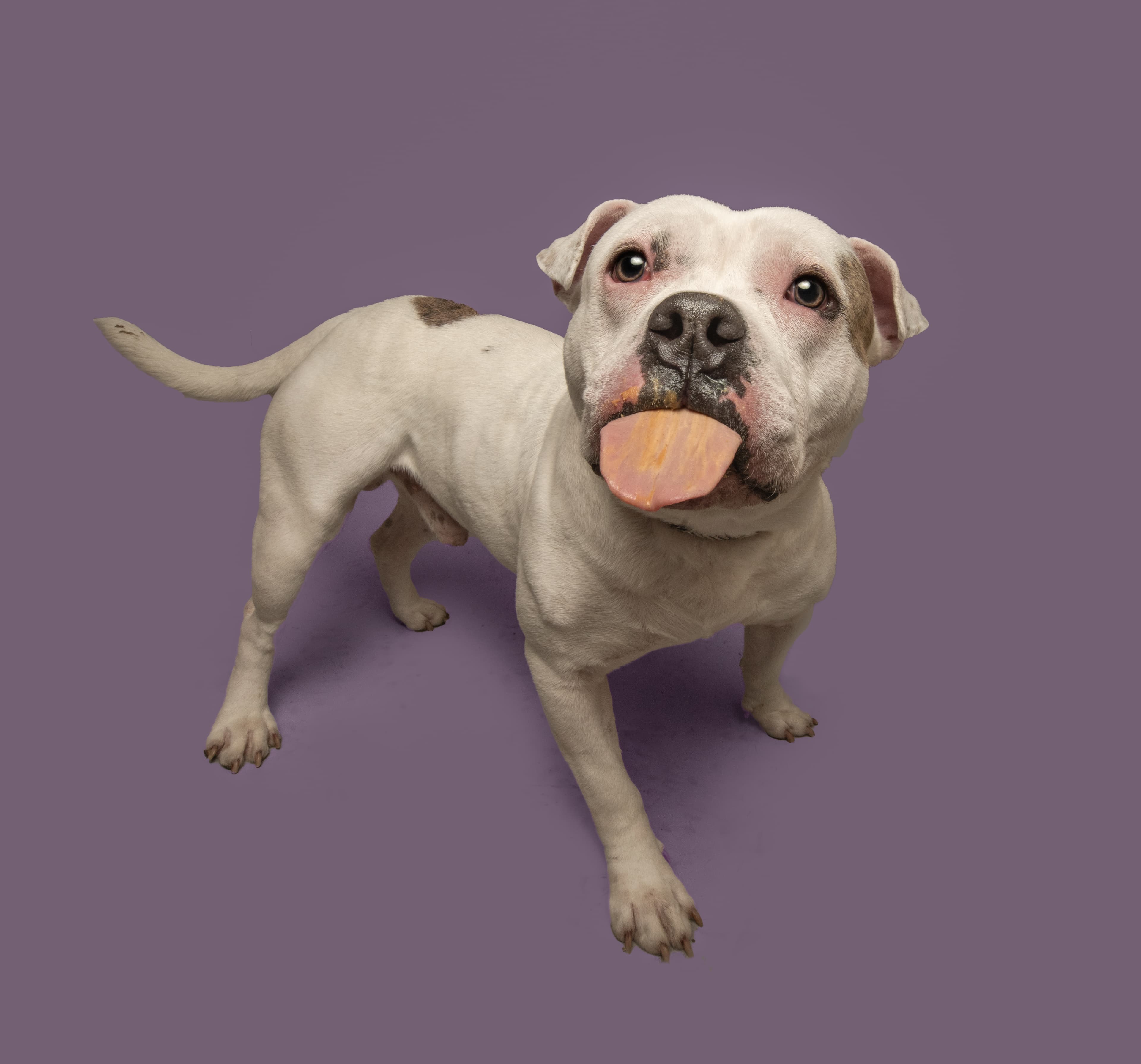 Bramble, a shelter dog waiting for a home