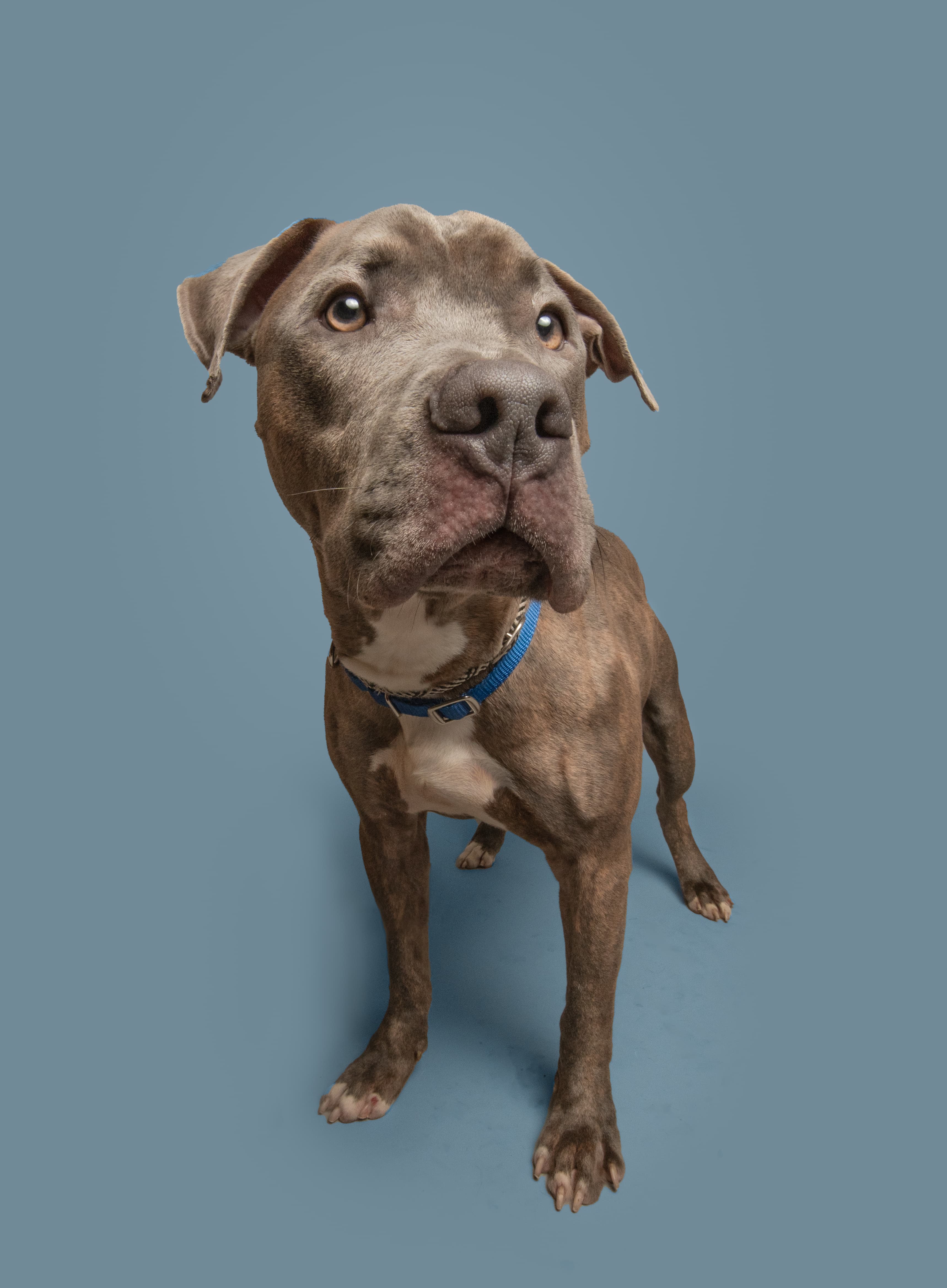 Nitro, a shelter dog looking for a home