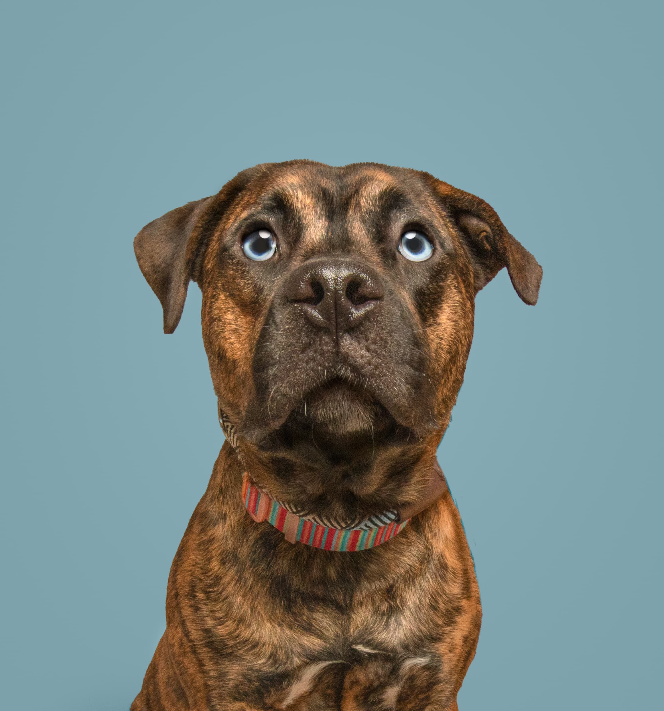 Tiger, an orange tabby cat in the shelter